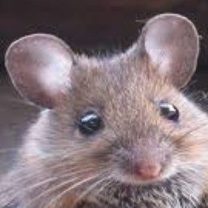 Meet your Posher, Posh